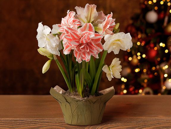 Dancing Queen Amaryllis Bulb Garden