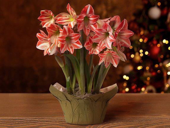 Fairytale Trio Amaryllis Bulb Garden