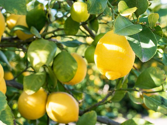 Dwarf Meyer Lemon Tree
