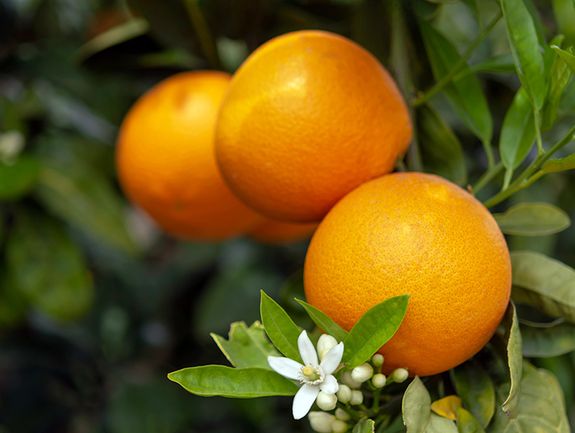 glennavelorangetree