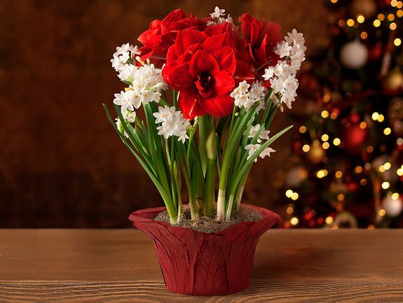 Amaryllis Trio with Paperwhites Bulb Garden