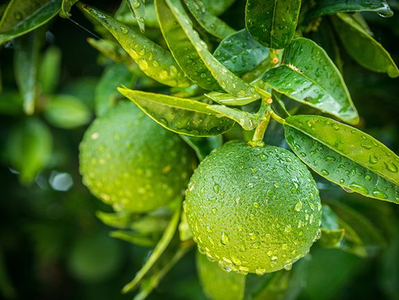 Lemon-Lime Cocktail Tree