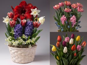 Plan-Ahead 3-Holidays Bulb Garden Assortment