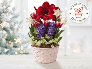 Plan-Ahead 3-Holidays Bulb Garden Assortment