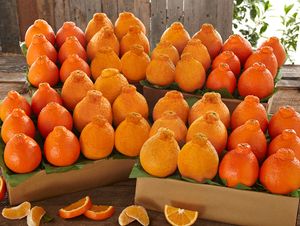 Hale Honeybells