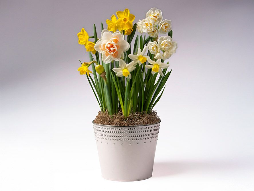 Spring Morning Bulb Garden