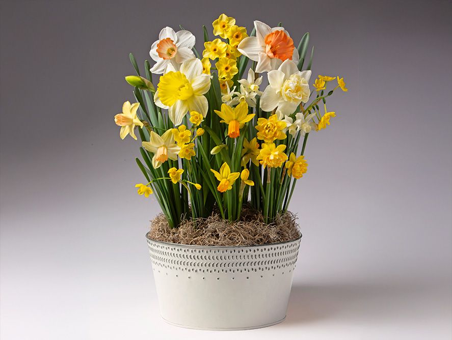 Sunny Dreams Bulb Garden