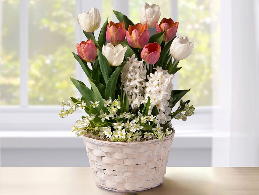 Pink-and-White Tulip Bulb Garden