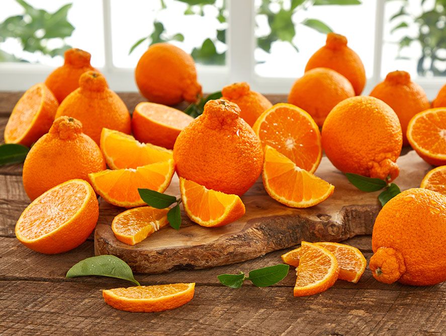 2 Shipments of 2 Trays of Golden Honeybells