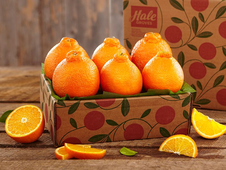 Golden Honeybells - Sampler Tray