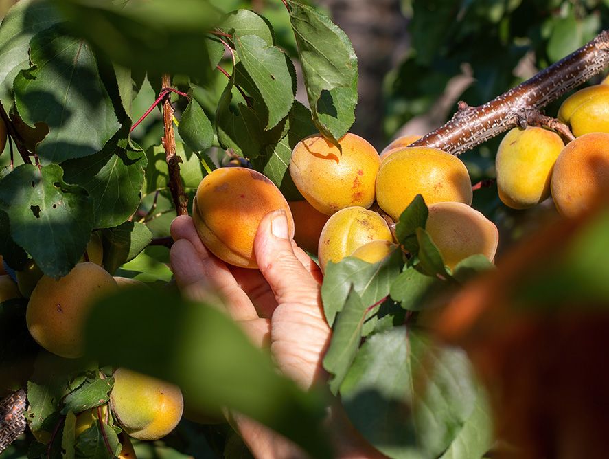 Buy Fresh Apricots Online