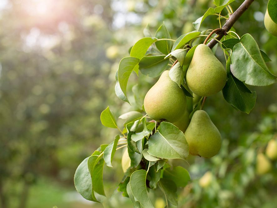 Buy Bartlett Pears Online