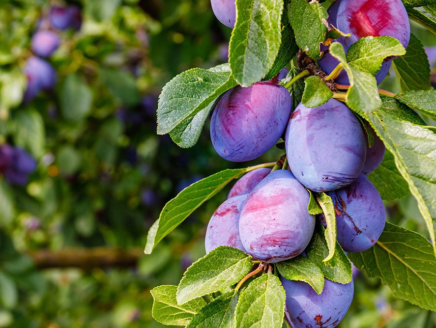 Buy Empress Plums Online