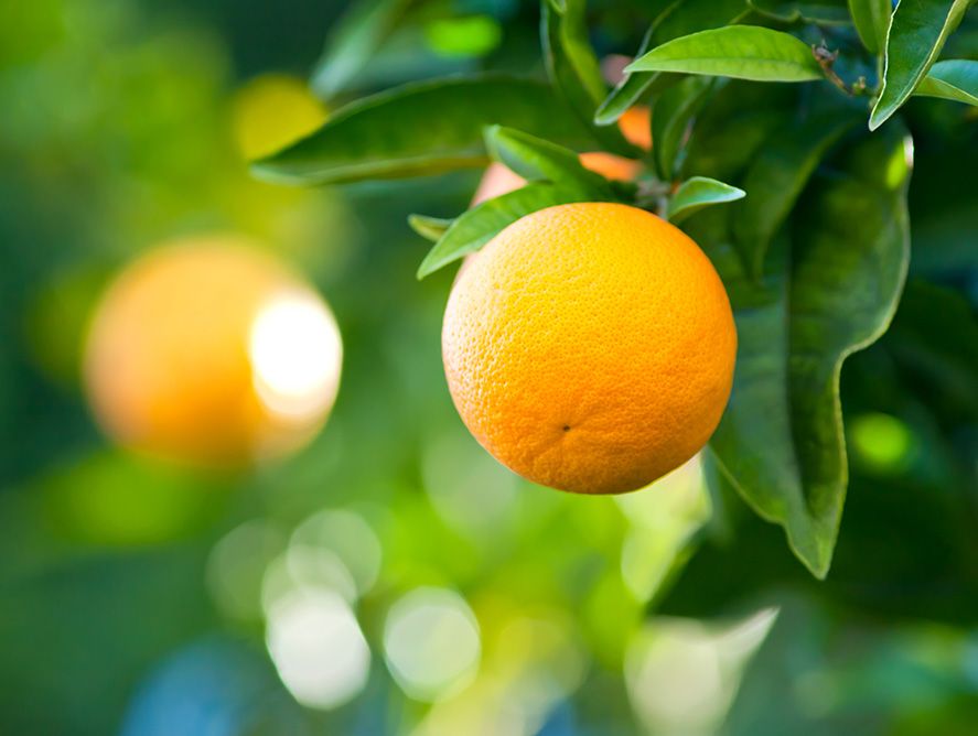 Buy Temple Oranges Online