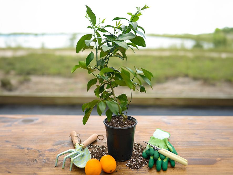 Mini Meyer Lemon Tree