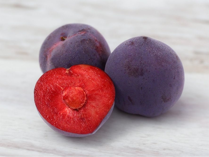 Midnight Rose Aprium