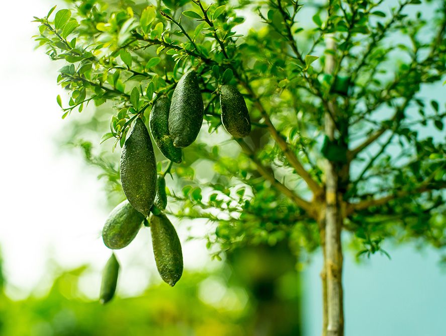 Mini Australian Finger Lime Tree