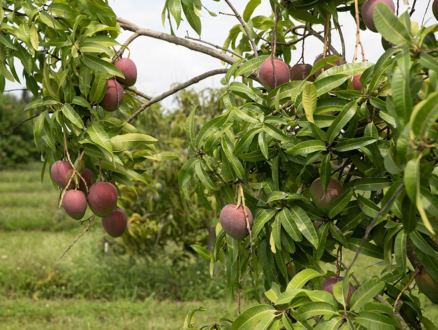 Florida Mangos Florida Mangos For Sale Online