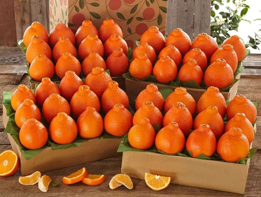 Honeybell Oranges Buy Honeybell Oranges From Hale Groves, Vero Beach