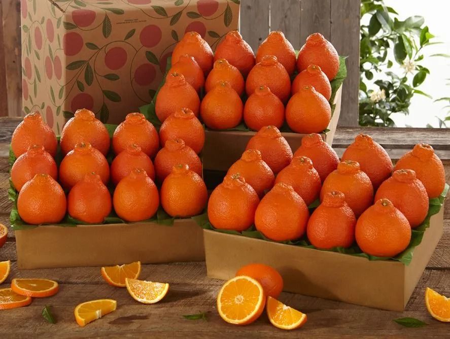 Honeybell Oranges Buy Honeybell Oranges From Hale Groves, Vero Beach