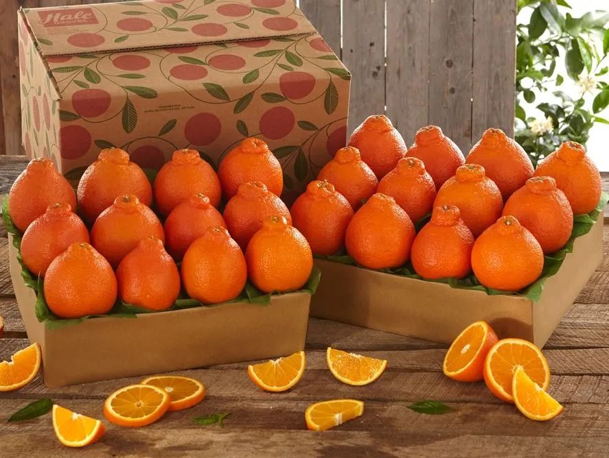 Honeybell Oranges Buy Honeybell Oranges From Hale Groves, Vero Beach