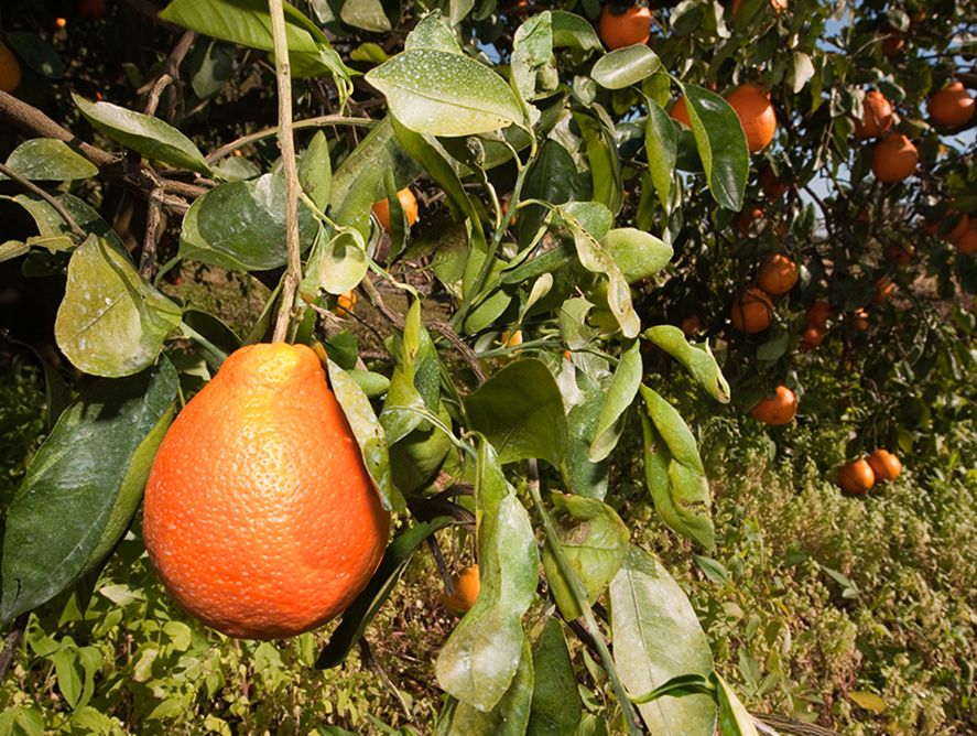 Honeybell Oranges Buy Honeybell Oranges From Hale Groves, Vero Beach