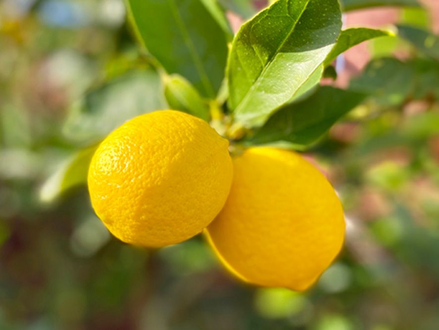Improved Meyer Lemon Tree