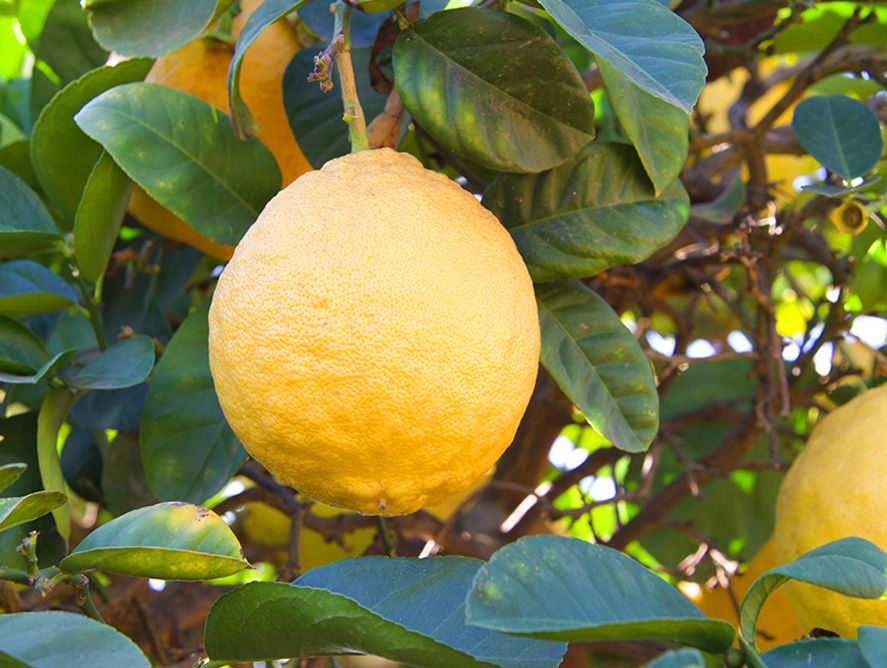 Ponderosa Lemon Tree