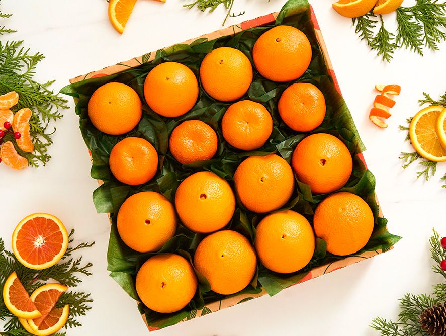 Cyber Monday Special - Orange Extravaganza