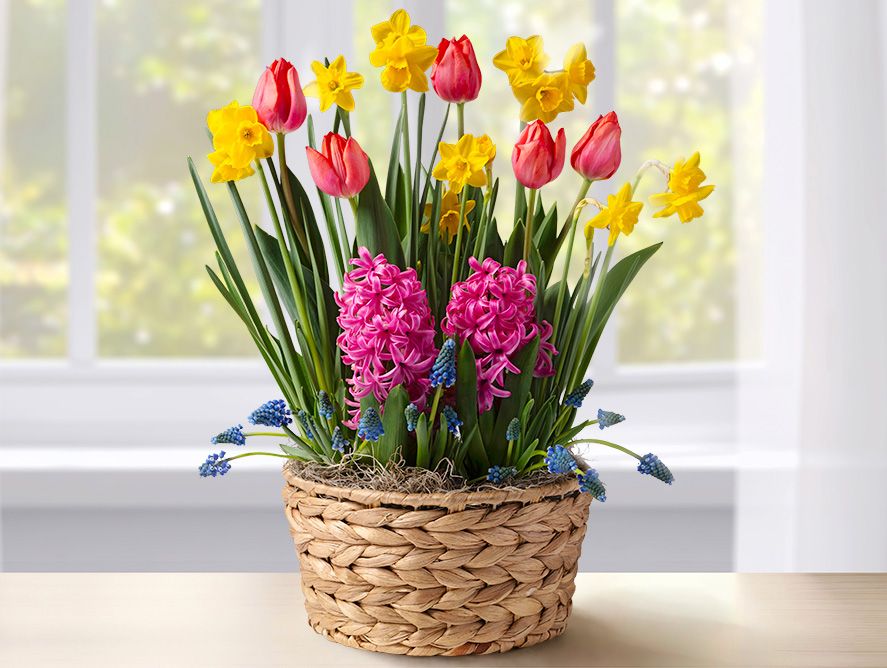 Signs of Spring Bulb Garden Gift Basket