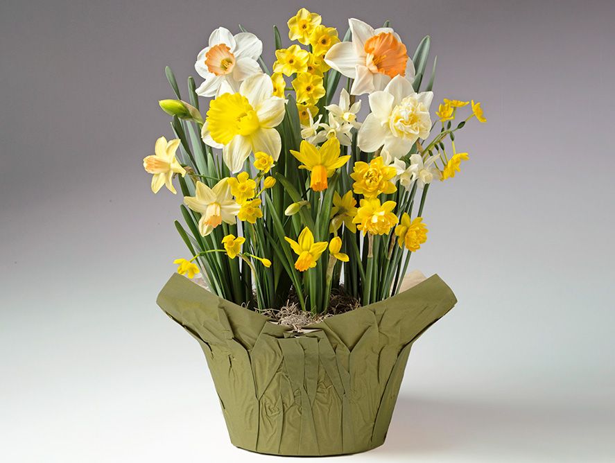 Sunny Dreams Bulb Garden