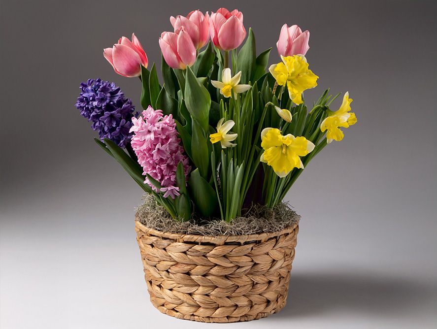 Sunny Skies Bulb Garden Basket