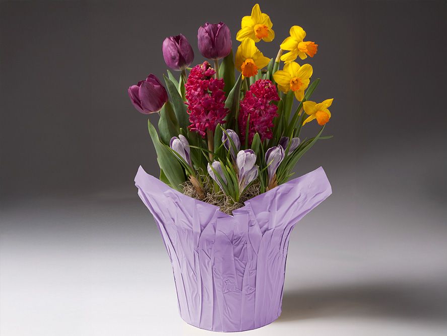 Happy Blossoms Bulb Garden