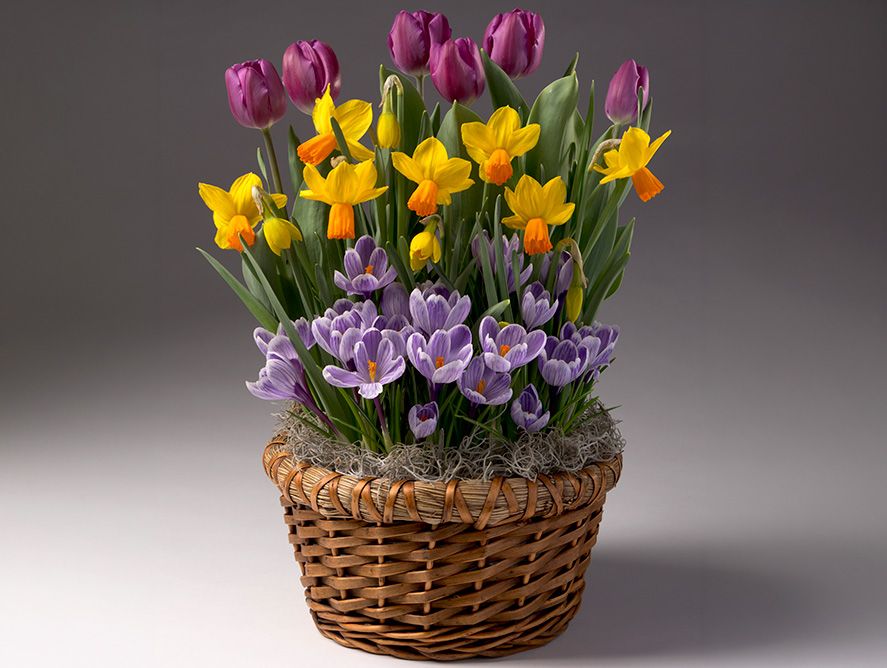 HG26-Floral_01.jpg