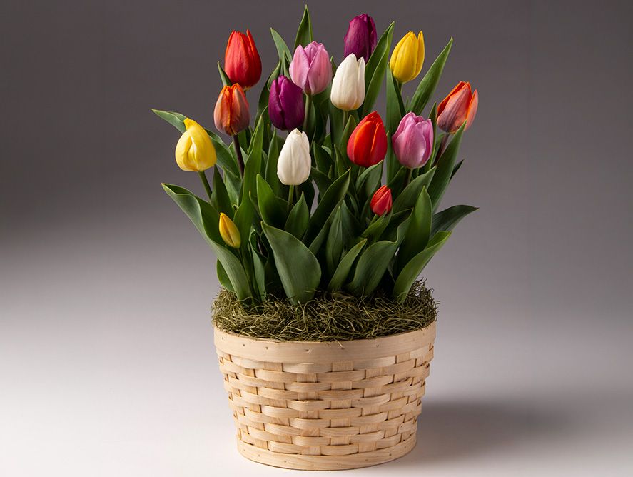 HG26-Floral_03.jpg