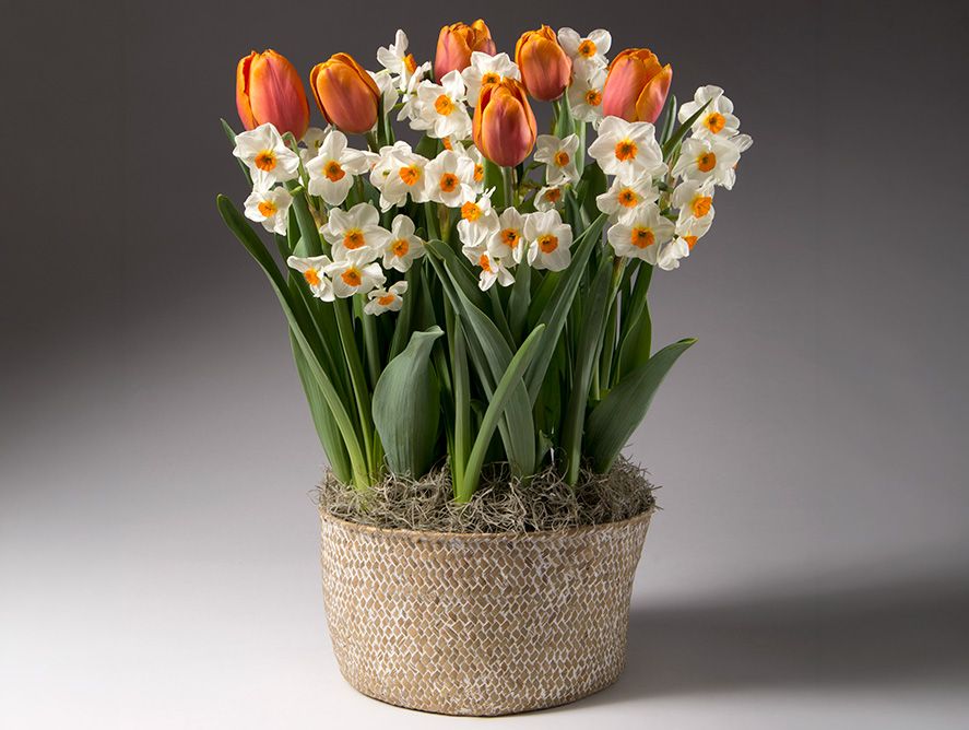 HG26-Floral_04.jpg
