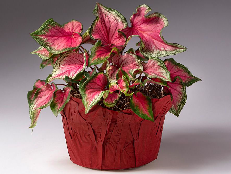 HG26-Floral_06.jpg
