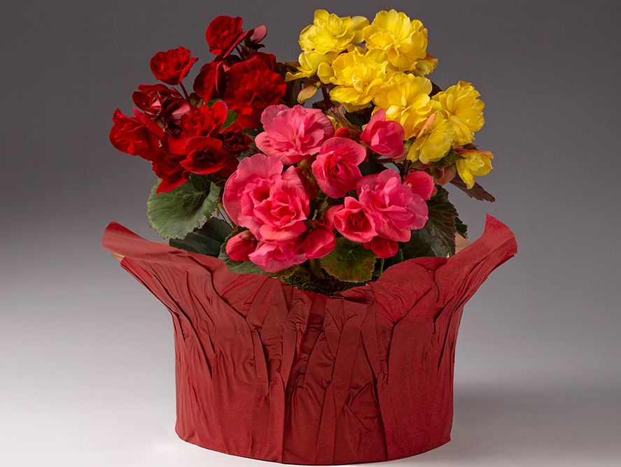 HG26-Floral_07.jpg