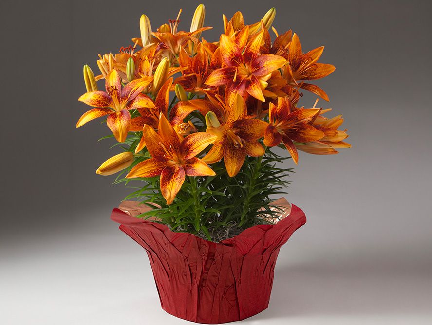 HG26-Floral_08.jpg