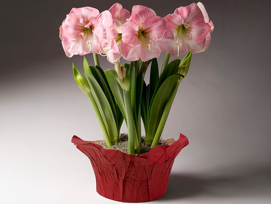 HG26-Floral_09.jpg