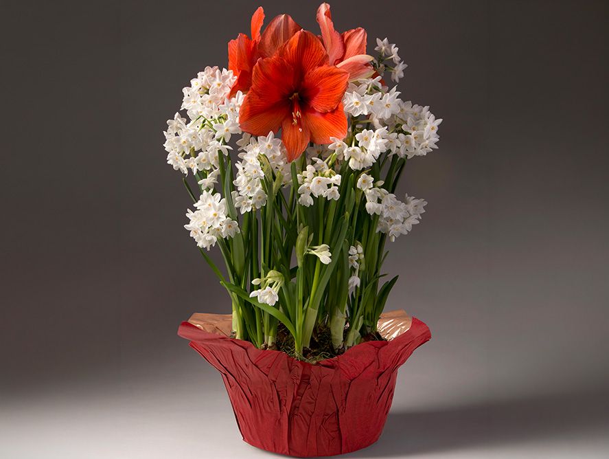 HG26-Floral_10.jpg
