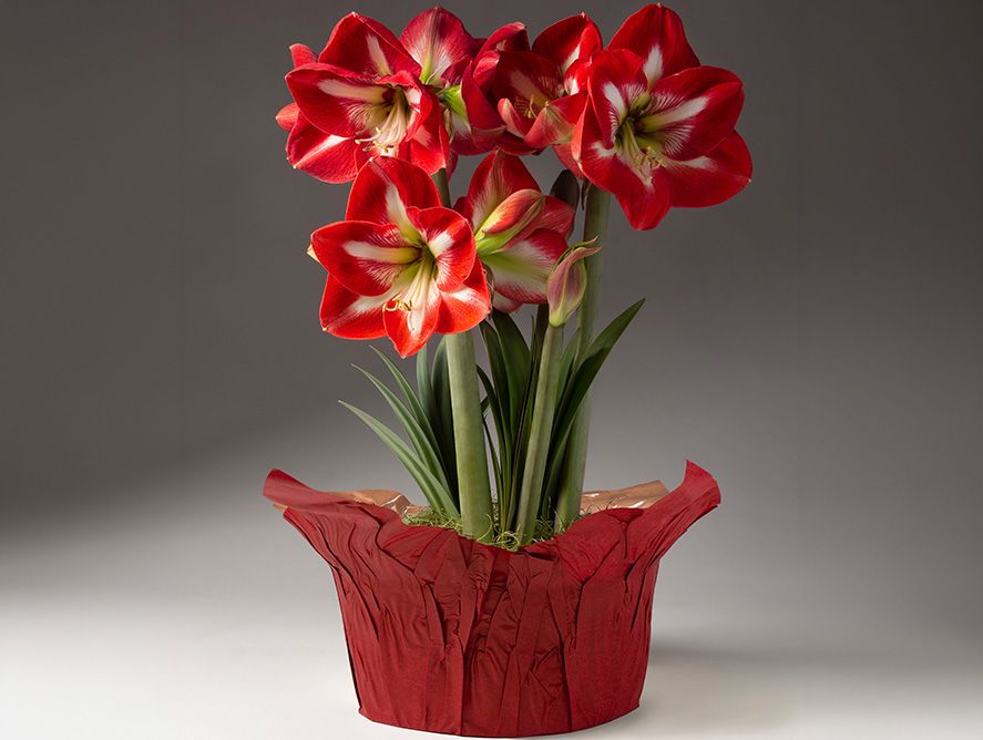 HG26-Floral_11.jpg