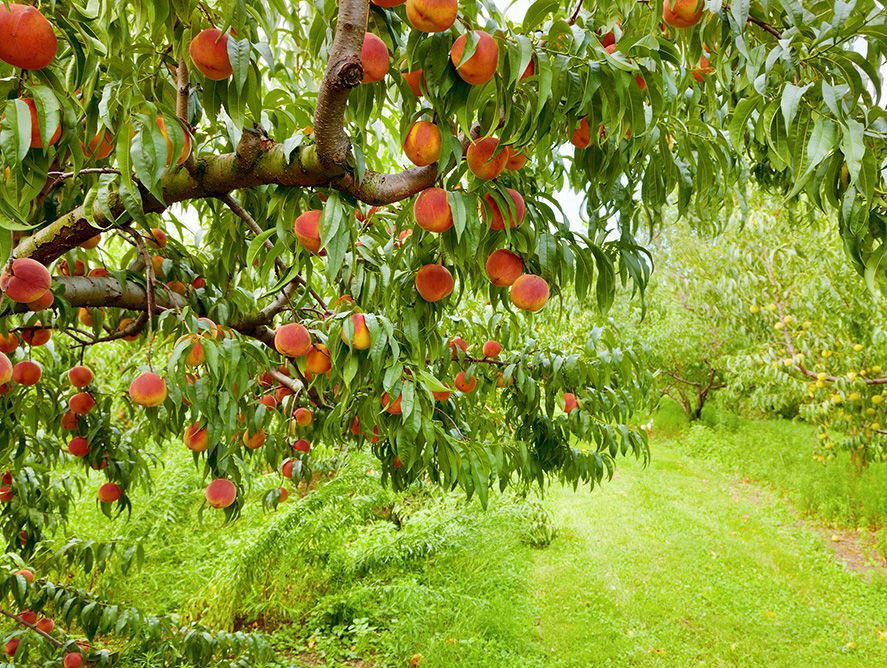 HG26-OrchardPeaches_02.jpg
