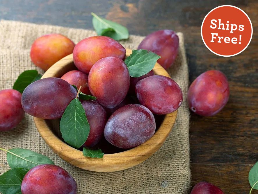 Empress Plums