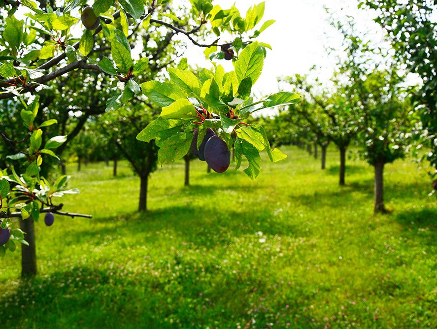 HG26-Plums_01.jpg