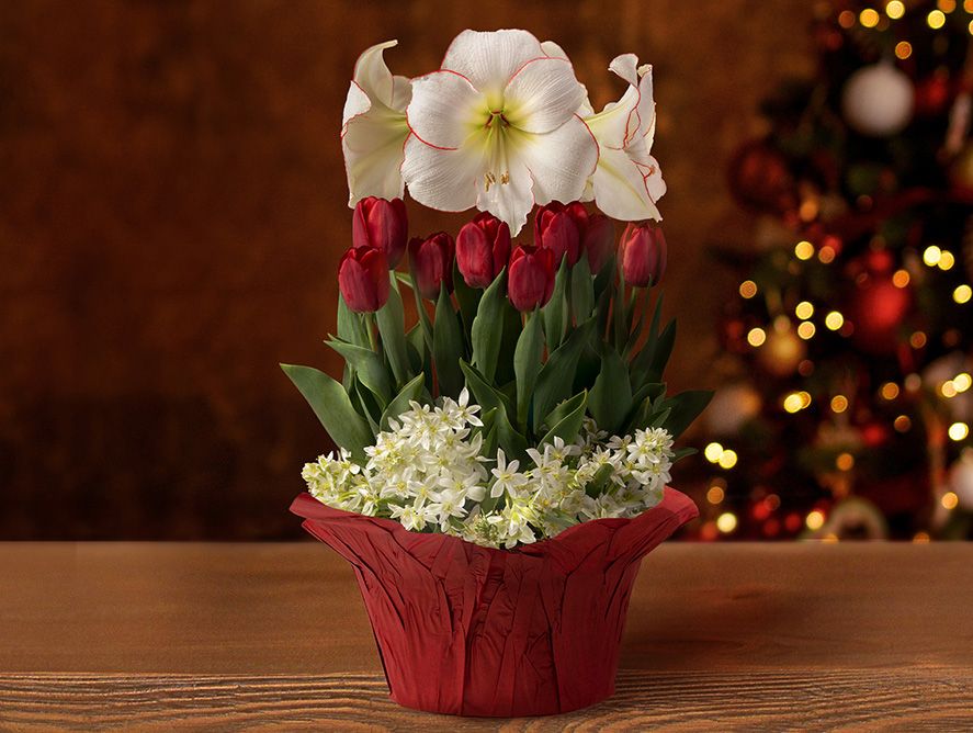 Holiday Joy Bulb Garden