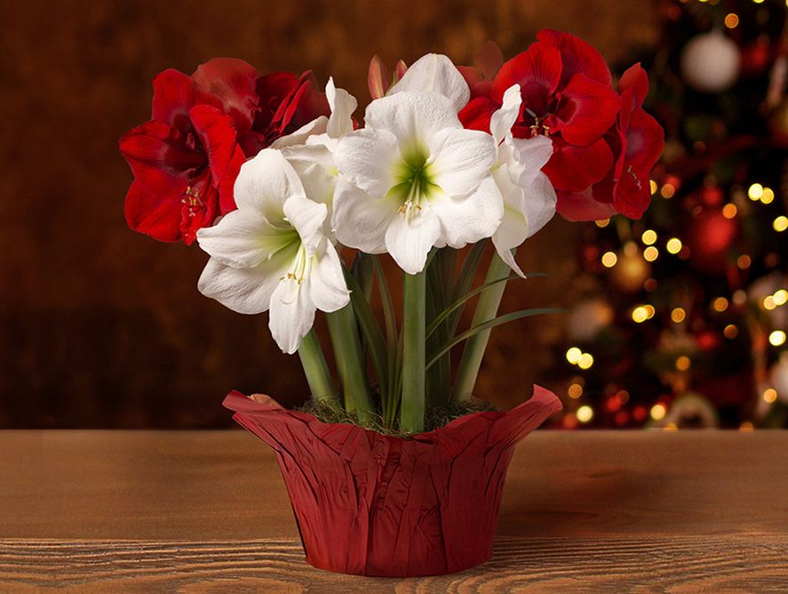 Holiday Red & White Amaryllis Bulb Garden