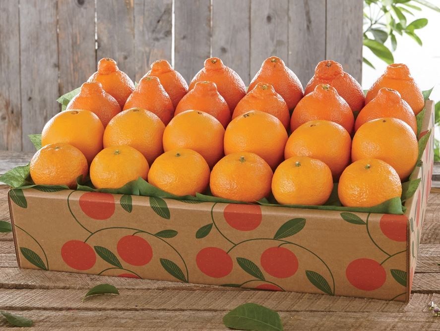 Juicy Honeybells Florida Honeybells Hale Groves Florida Citrus