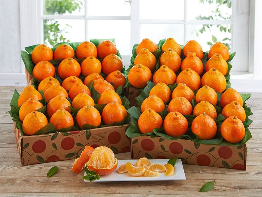 4 Trays of Sugar Belles