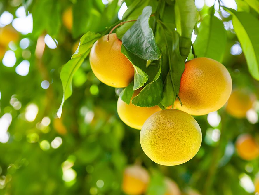 hg-whitegrapefruit_06.jpg